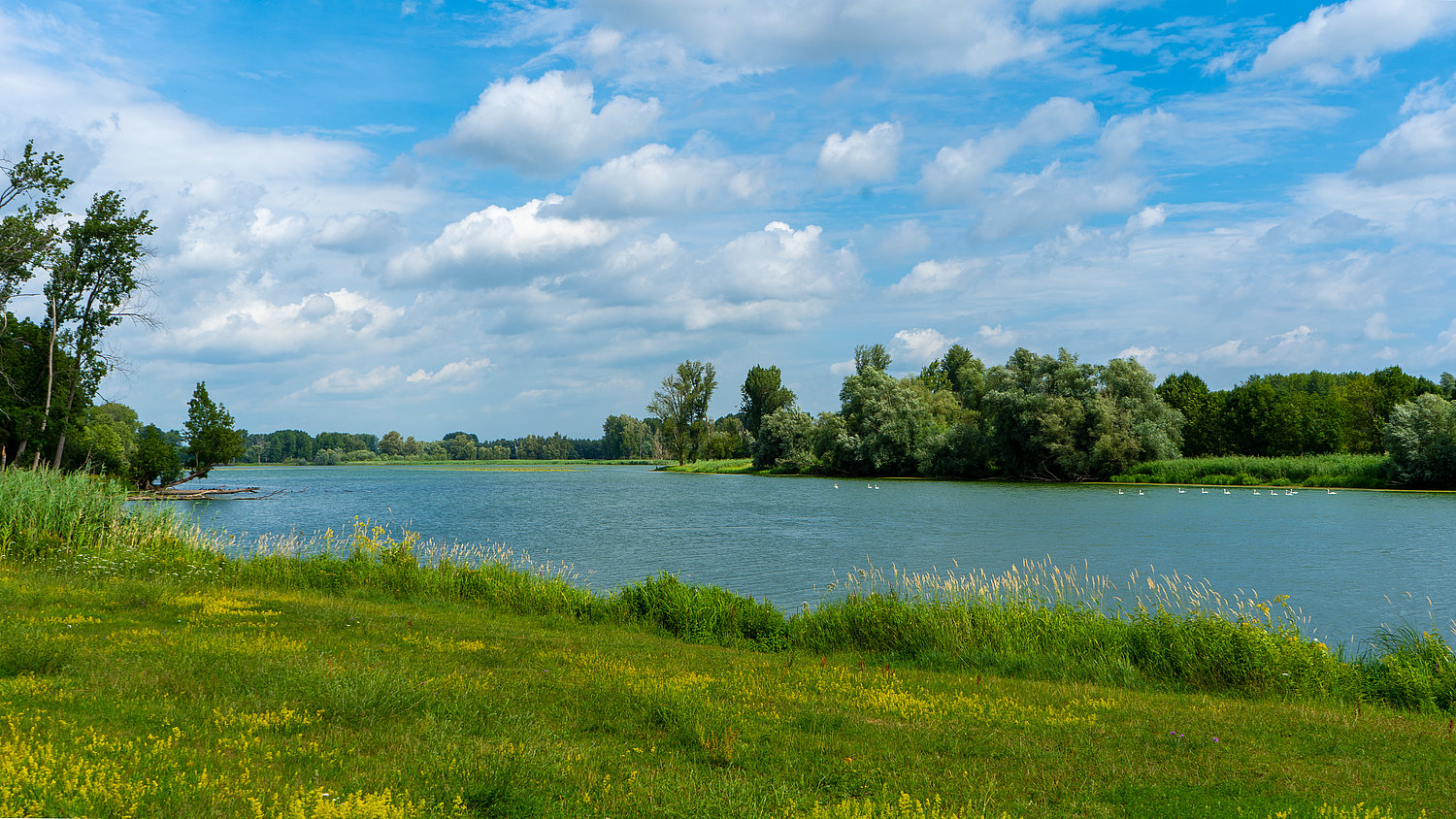 Naturschutzgebiet bei Xanten mit Blick auf den Rhein