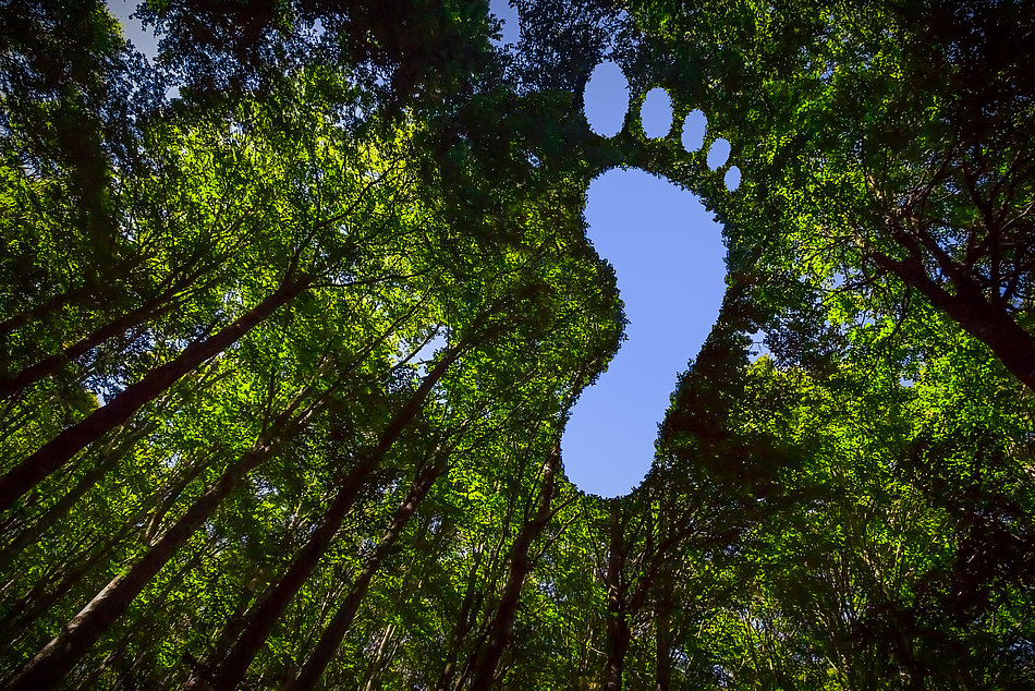 Ökologischer Fußabdruck im Wald