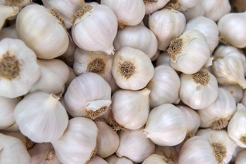 Knoblauch