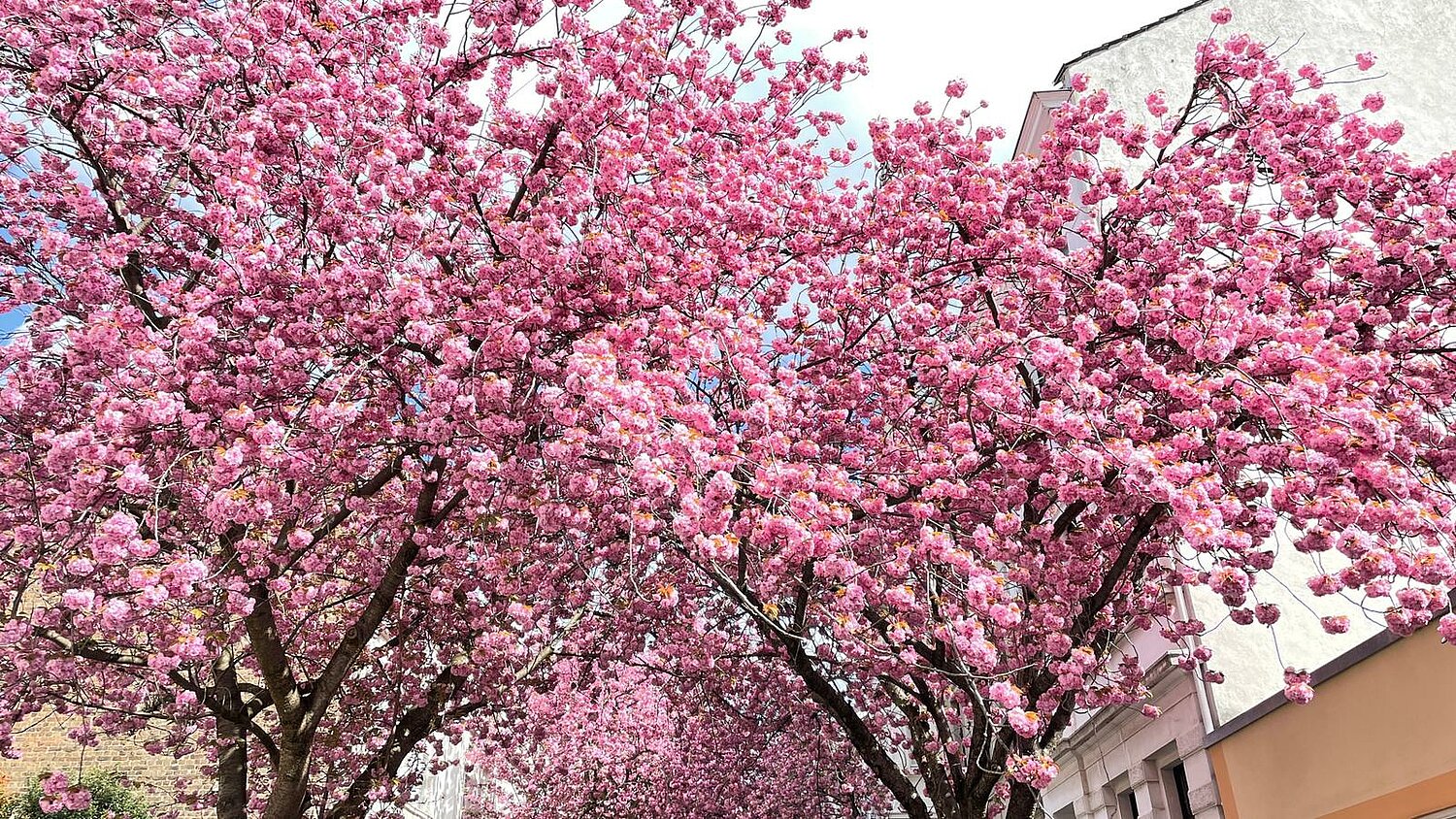 Blühende Kirschbäume in Bonn