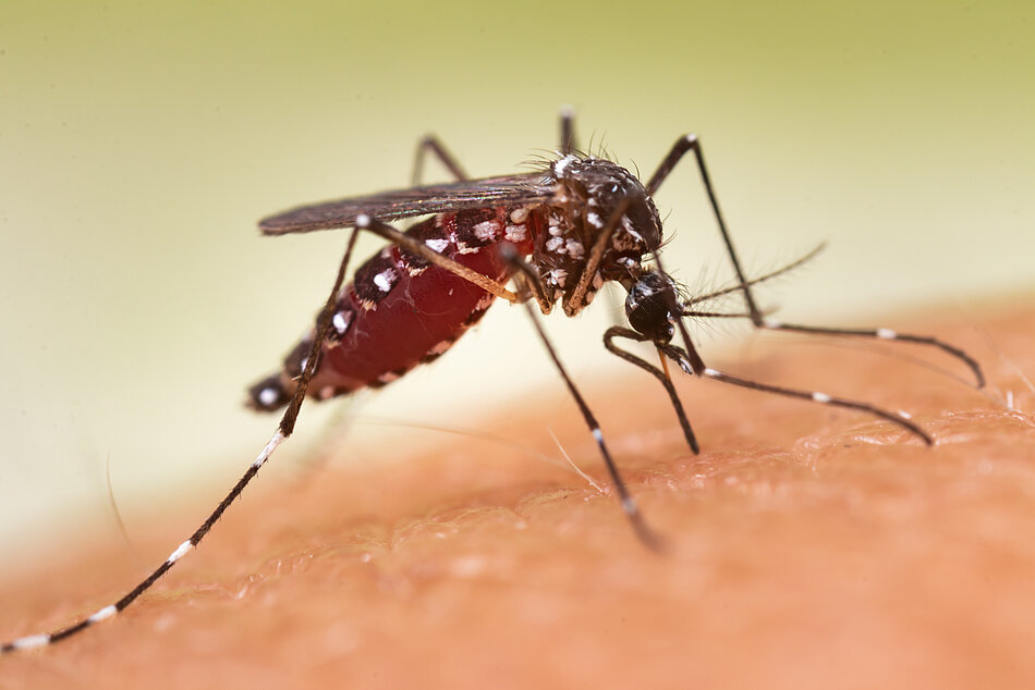 Aedes aegypti Stechmücke saugt menschliches Blut.