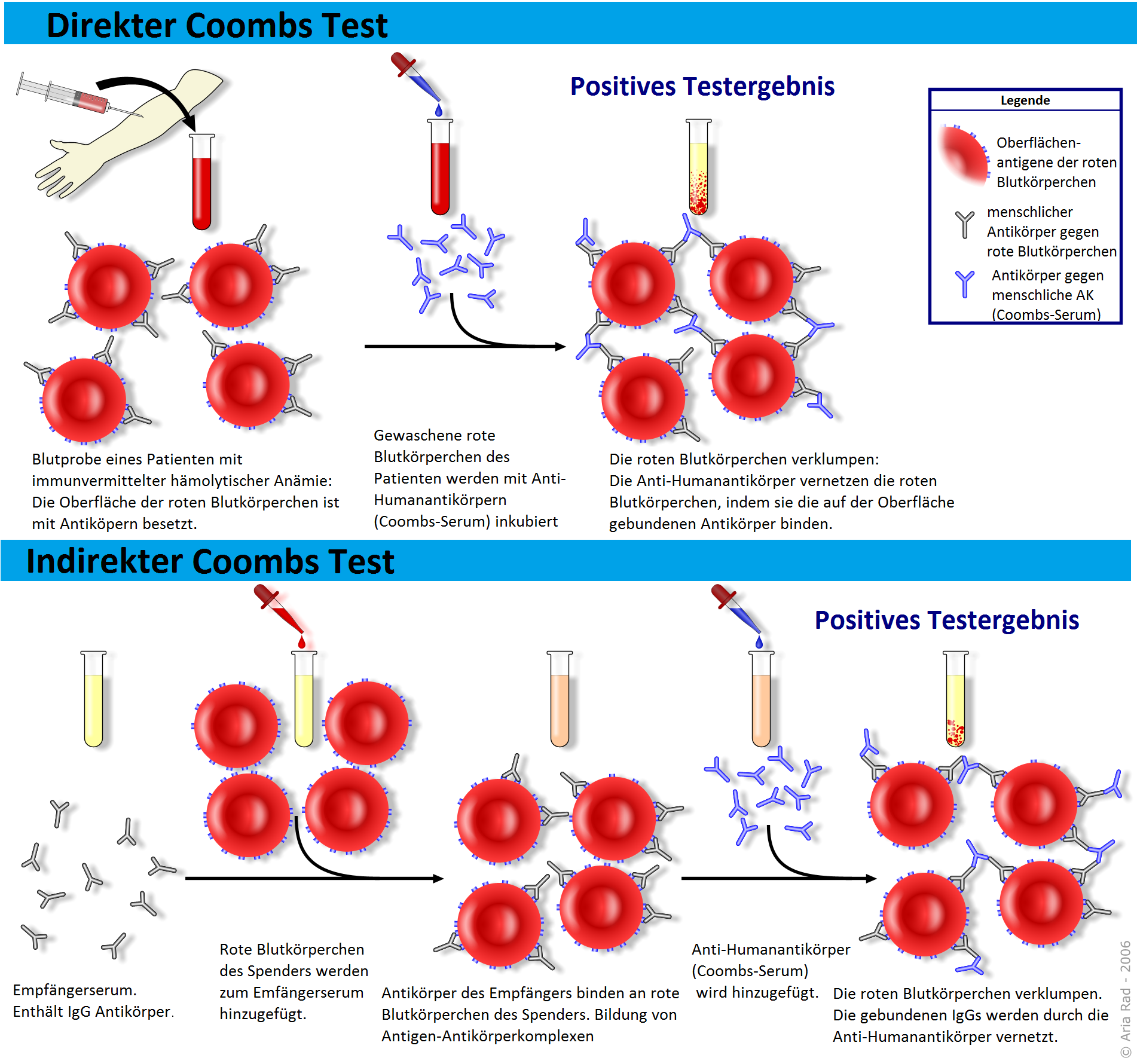 Schema des Coombs-Tests