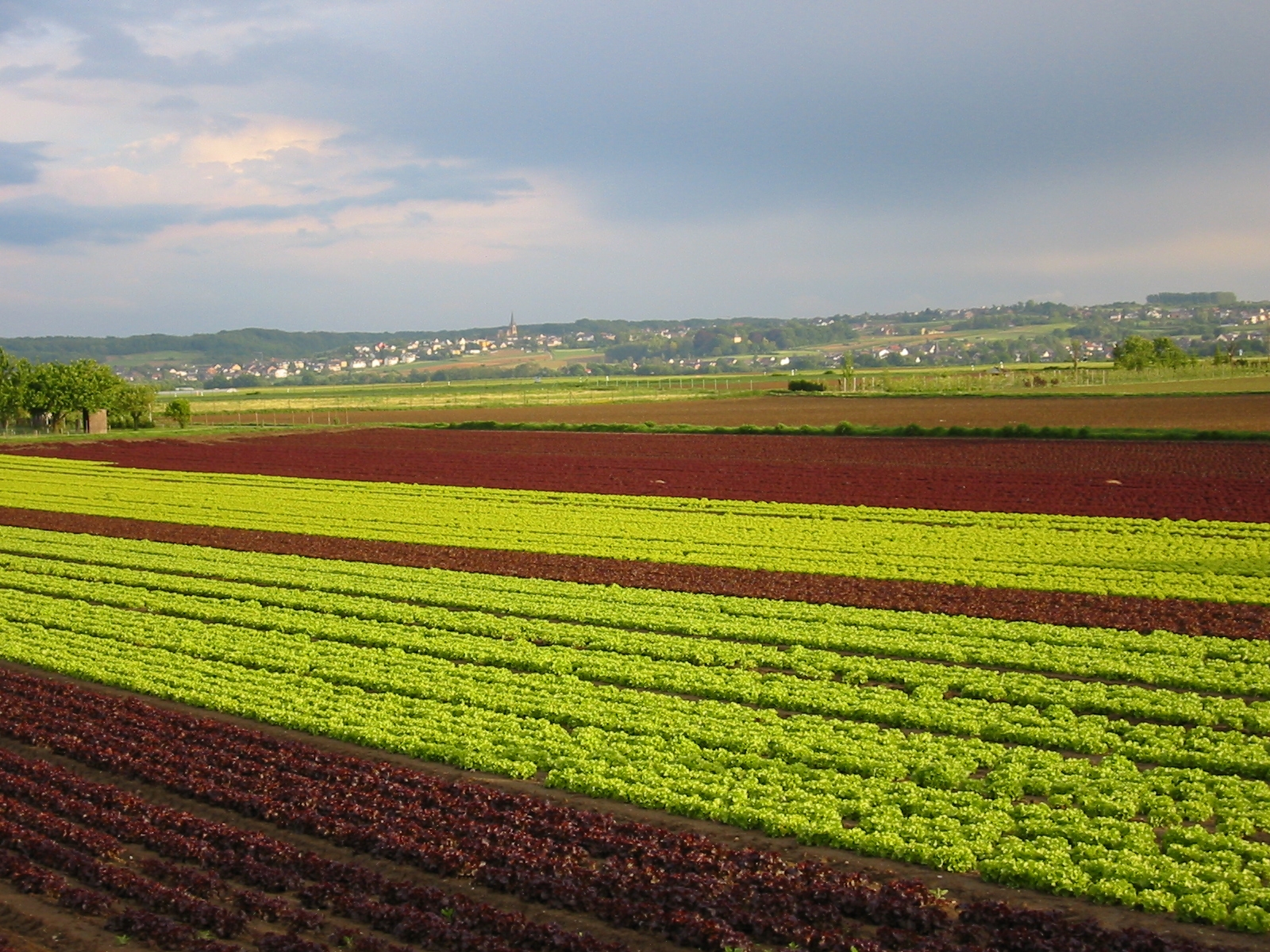 Gemüsefelder bei Bornheim