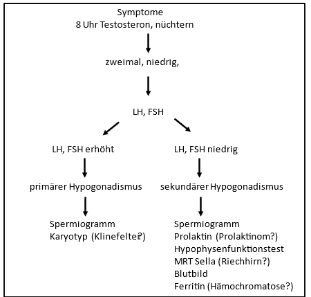 Grafik zur Diagnostik bei Hypogonadismus